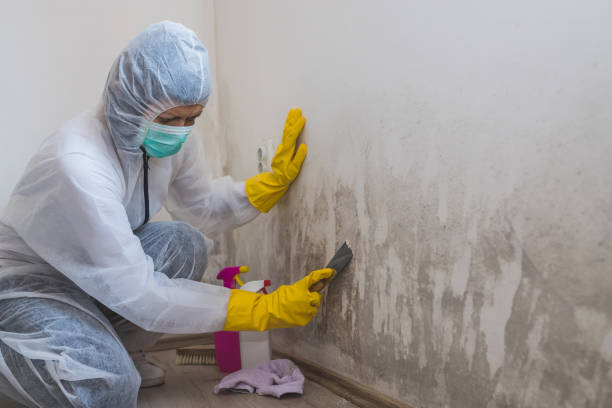 Mold Remediation for Rental Properties in Rolling Meadows, IL